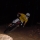 Cyrbloun Fayser Quider Bob