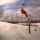 snowdallos