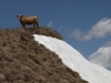 Cowmercial - Candide Kamera