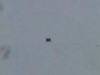 Paye ton "3-6 tail"