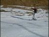 36 ski et potes