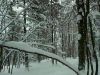 Balade dans la for&ecirc;t