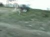 Delire en mini bike