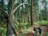 Construction piste DH