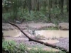 Descente p&eacute;rilleuse : baignade des bois