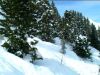 Paye ton sapin !