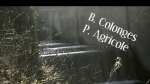 Vidéo