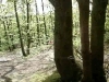vtt de descente ile de france