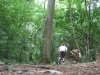 guidon Vs arbre &agrave; 2 m&egrave;tres de hauteur