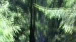 Vidéo