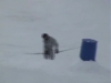 Ski freestyle a orcieres