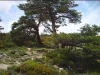mont vial (06) version 2