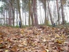 For&ecirc;t d'Automne