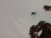 Ski & Snowboard Action From Nissan O'Neill Extreme Verbier, Switzerland 2008