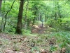 foret de contre