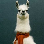Lama67