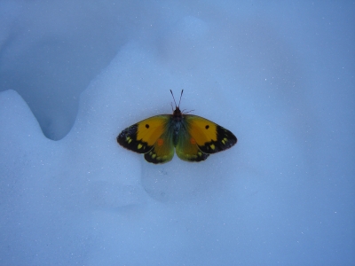 papillon sur la neige